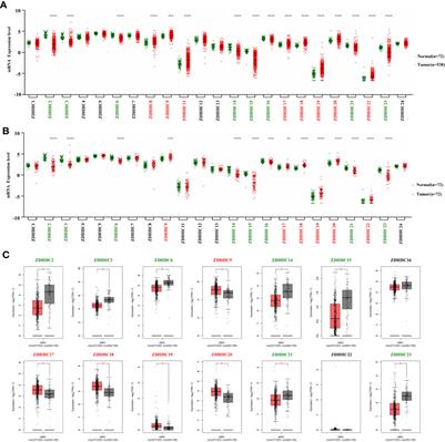 Bioinformatics Analysis of the Prognostic and Biological Significance of ZDHHC-Protein Acyltransferases in Kidney Renal Clear Cell Carcinoma